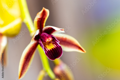 closeup of orchid flower
