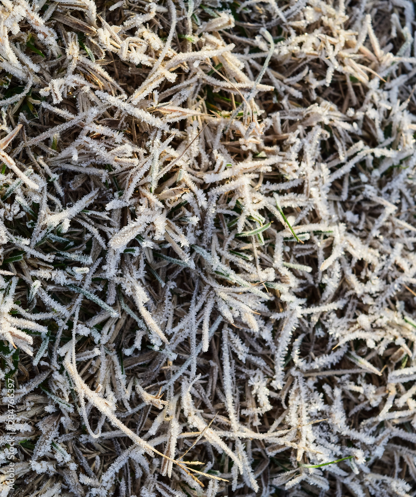 Background of frosted grass. Frost on the grass