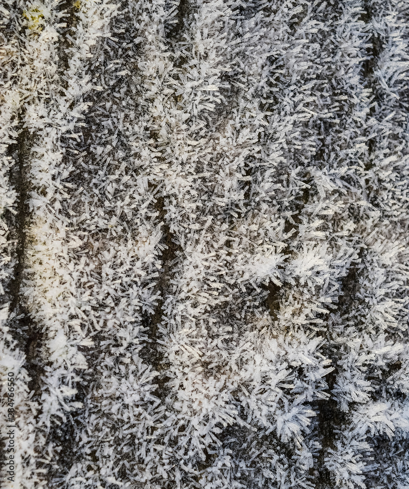 Hoarfrost on tree trunk surface Hoarfrost on tree trunk surface