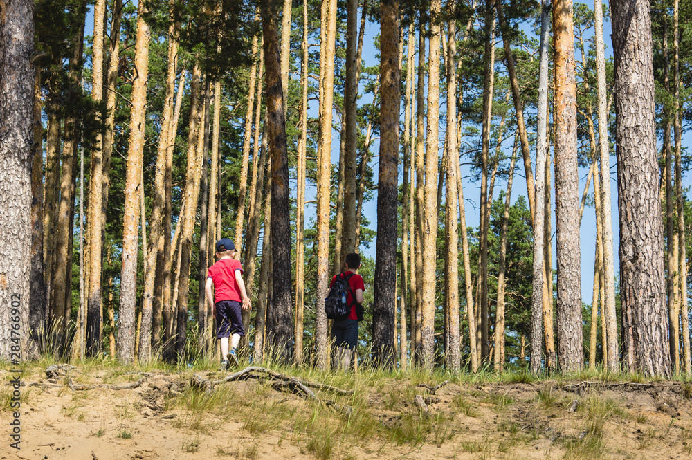 Obraz premium a boy in a red T-shirt with his father travels through a pine forest.family travel, forest holidays