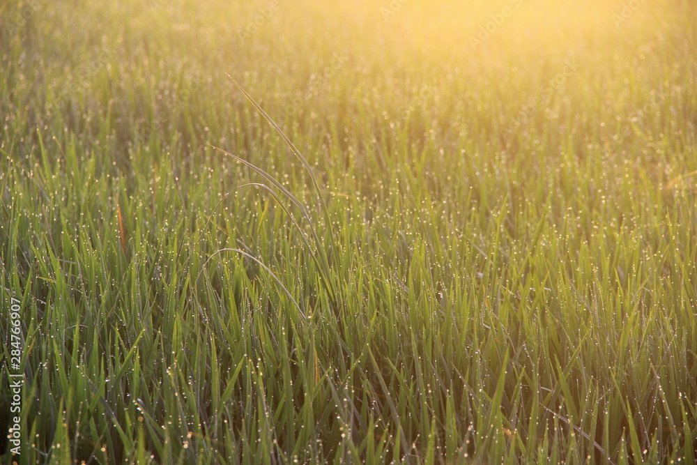 field field