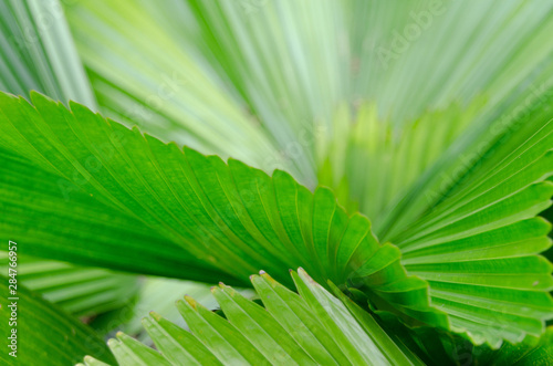 close-up striped green palm leaves abstract tropical background.