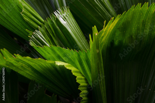 close-up striped green palm leaves abstract tropical background.