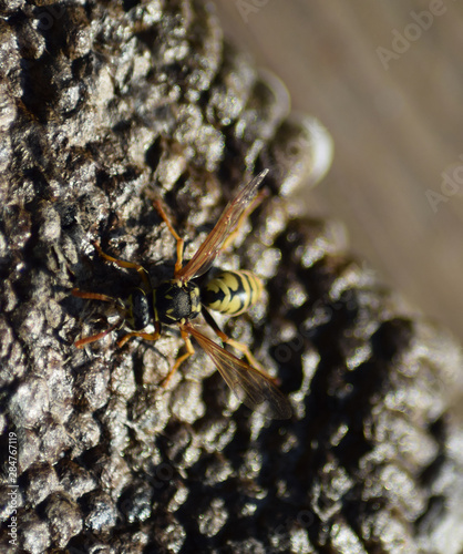 Reversed hornet s nest.