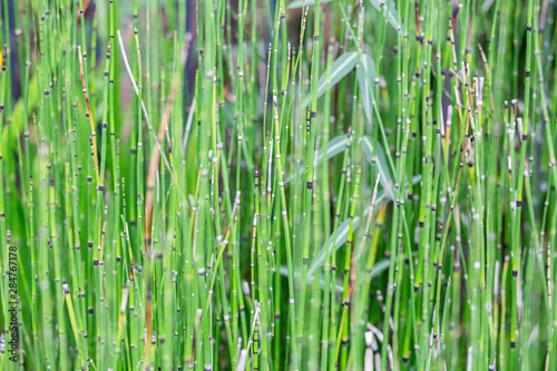 Fototapeta Naklejka Na Ścianę i Meble -  Green stalk plant, stems texture