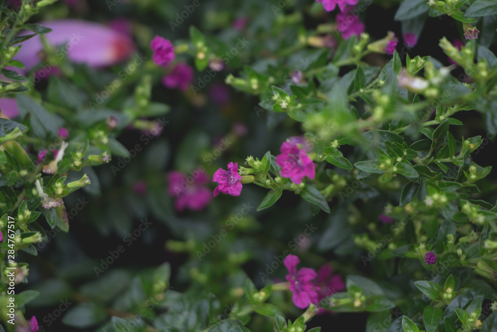 Purple flowwers cuphea hyssopifolia dark tone. Purple flowwers cuphea hyssopifolia dark tone.