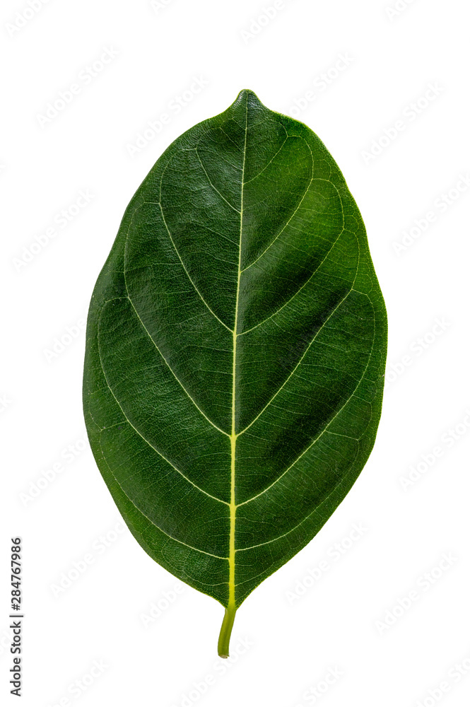 Fototapeta premium Nature green leaf isolate on white background