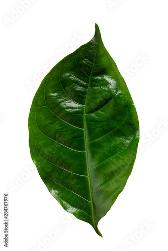 Nature green leaf isolate on white background