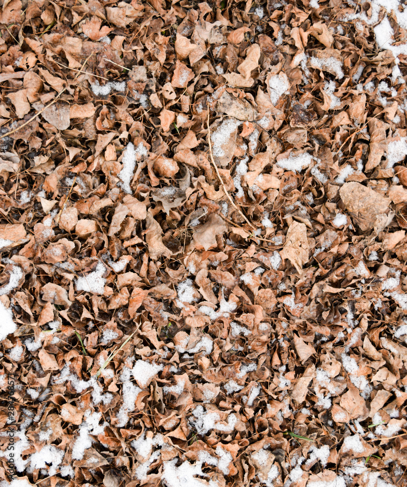 Dry fallen leaves on the ground. Slightly covered with snow leaves. Background of leaves, texture
