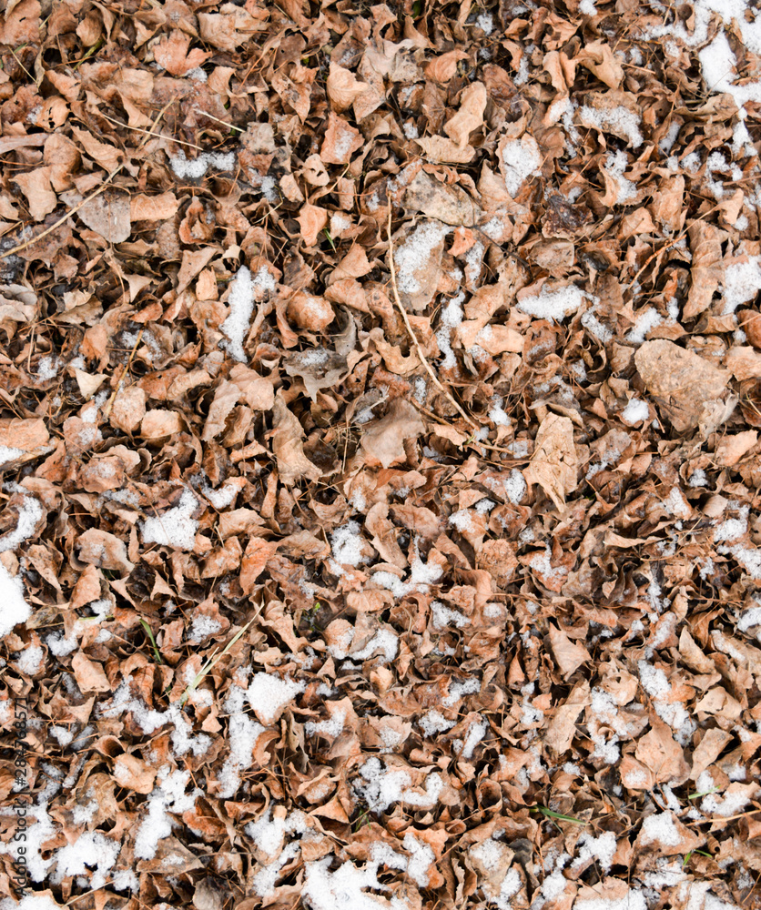 Dry fallen leaves on the ground. Slightly covered with snow leaves. Background of leaves, texture Dry fallen leaves on the ground. Slightly covered with snow leaves. Background of leaves, texture