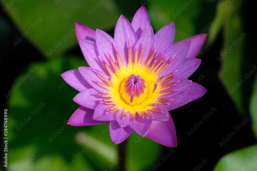 pink lotus in a pond pink lotus in a pond