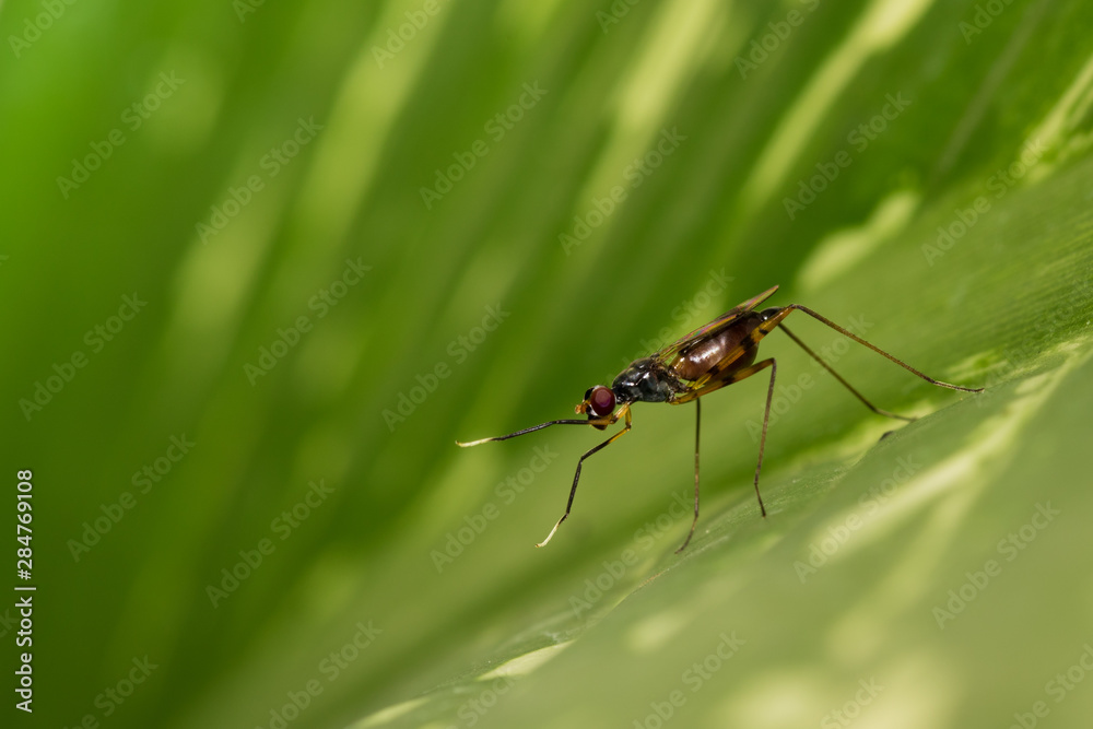 Insect. Insect.