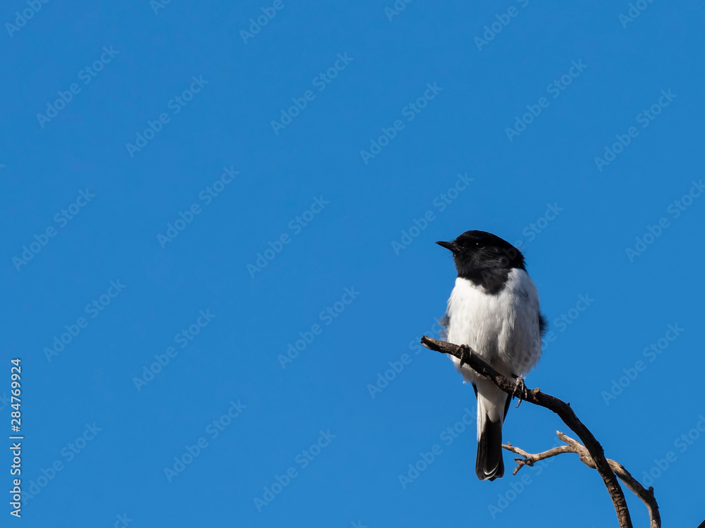 Fototapeta premium Hooded Robin (Melanodryas cucullata) race 