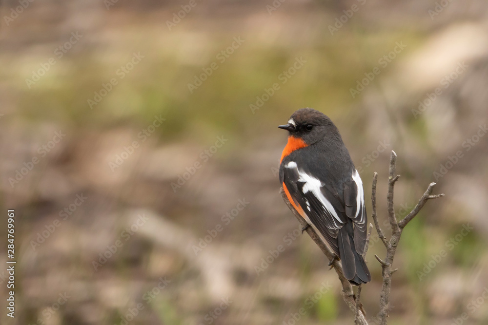 Fototapeta premium Flame Robin (Petroica phoenicea). Maldon, Victoria, Australia