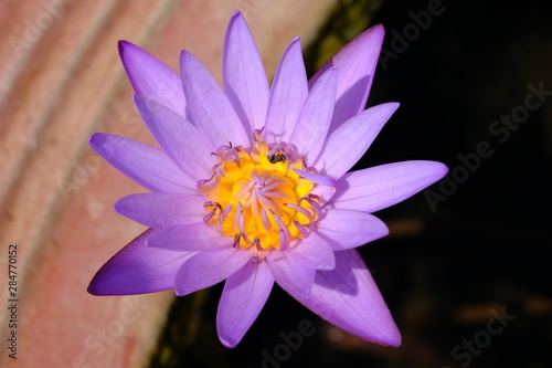 closeup of purple lotus pollen flower without green leave