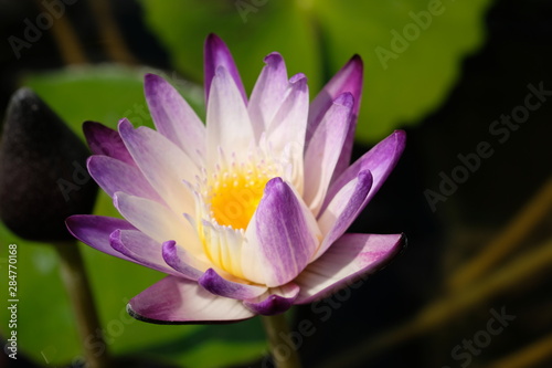 closeup of purple lotus pollen flower without green leave