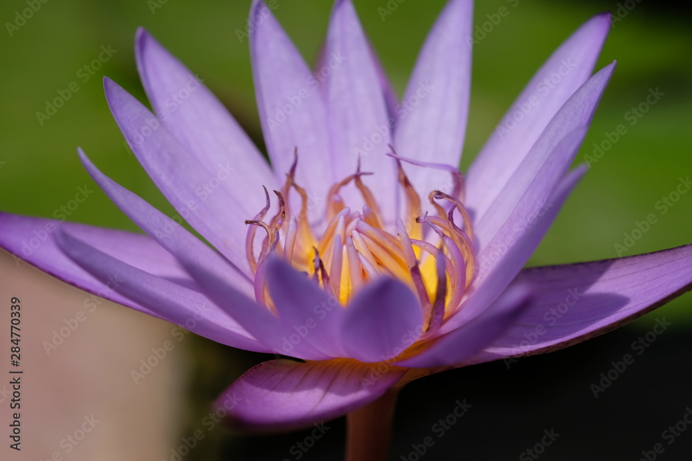 Closeup purple lotus flower