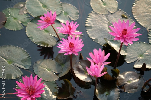 pink water lily or Lotus flower