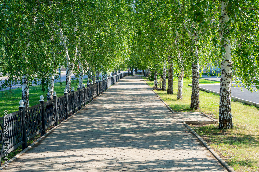 City walking alley with benches and rows of birches on the sides. City walking alley with benches and rows of birches on the sides.