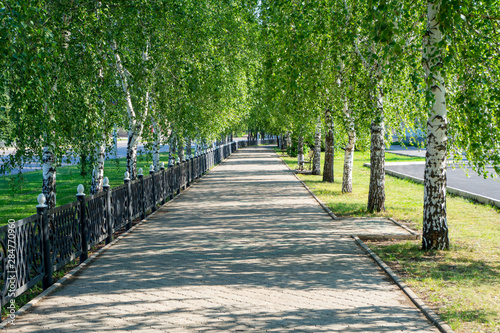 City walking alley with benches and rows of birches on the sides.