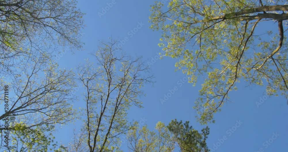 Slow spin of treetops and clear sky from below