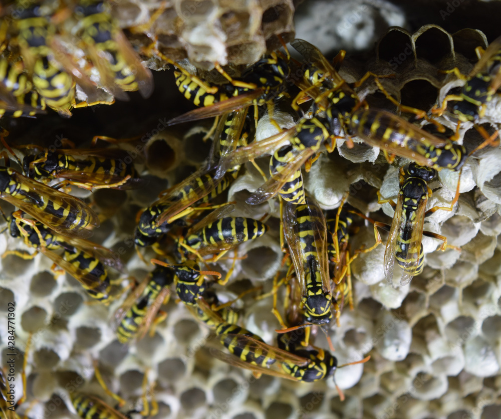 Wasp nest with wasps sitting on it. Wasps polist. The nest of a