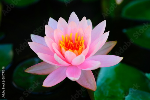 Close up Pink Lotus Flower