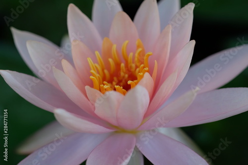 Close up Pink  Lotus Flower
