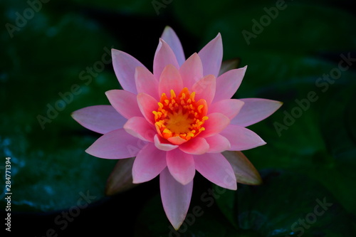 Close up Pink  Lotus Flower