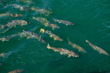 A school of salmon swim through green waters