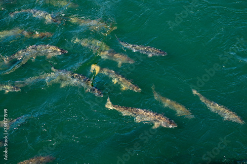 A school of salmon swim through green waters