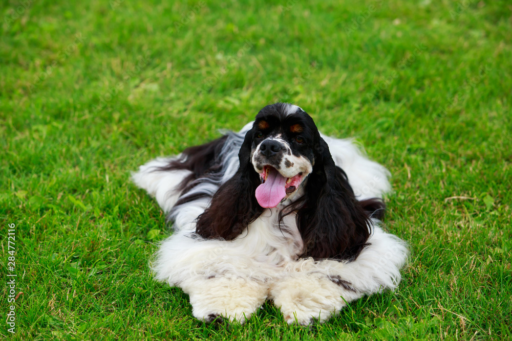 Dog breed american cocker spaniel Dog breed american cocker spaniel