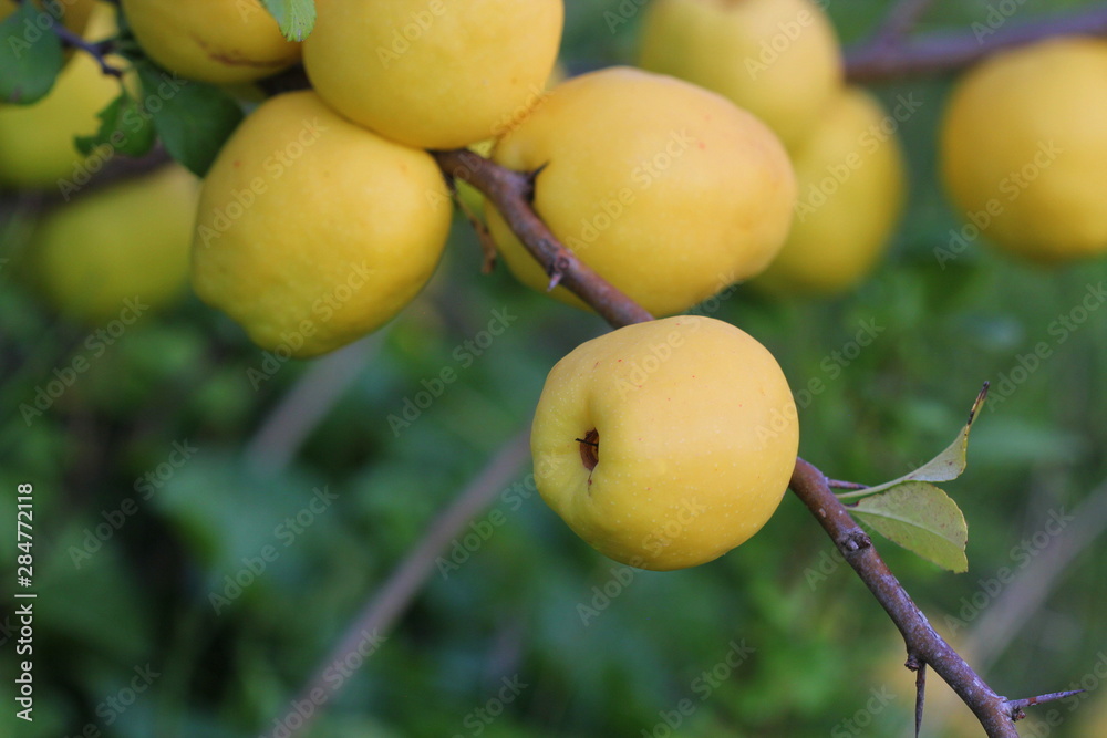 Ripe yellow quince fruit grows on a quince tree with