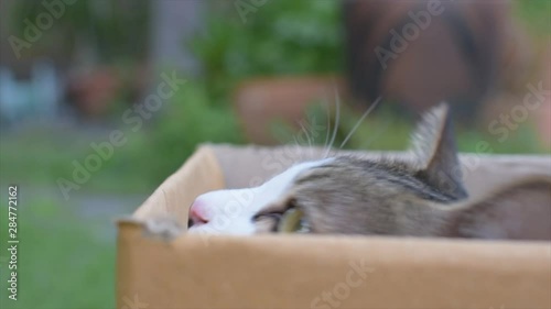 Close up Persian cat or thai cat in the box on blurred background.