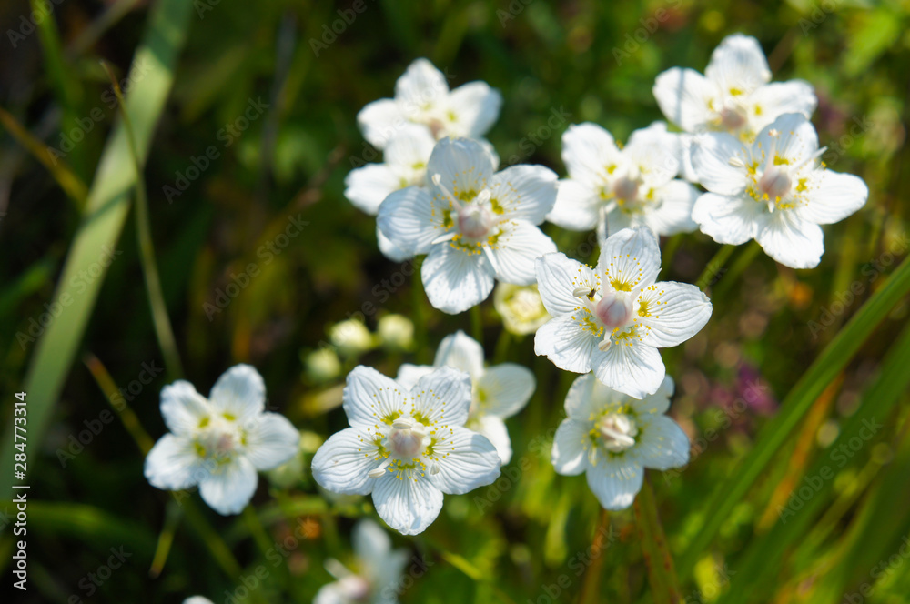 Parnassia or grass of parnassus or bog-stars white  flowers
