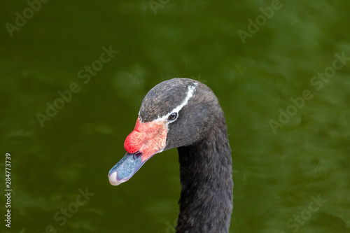 Black swan in water
