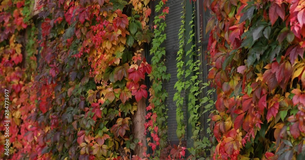 Bright red ivy vines overtake an old building during peak fall colors in Colorado. Windows and doors are completely overgrown with beautiful crimson, orange and yellow leaves. Falling leaves. Bright red ivy vines overtake an old building during peak fall colors in Colorado. Windows and doors are completely overgrown with beautiful crimson, orange and yellow leaves. Falling leaves.
