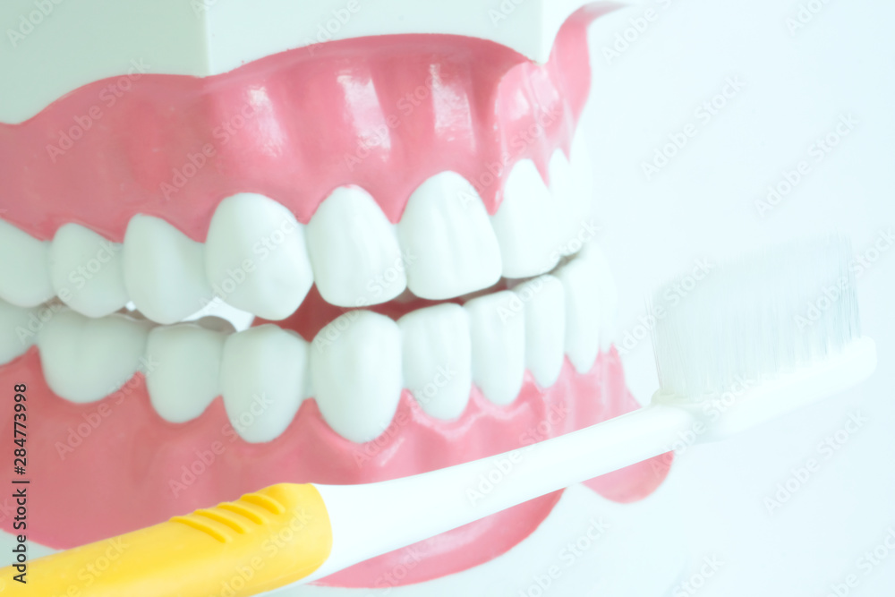 Obraz premium hands of a dentist, he is demonstrating how to brush your teeth properly. To clean the teeth and oral cavity.