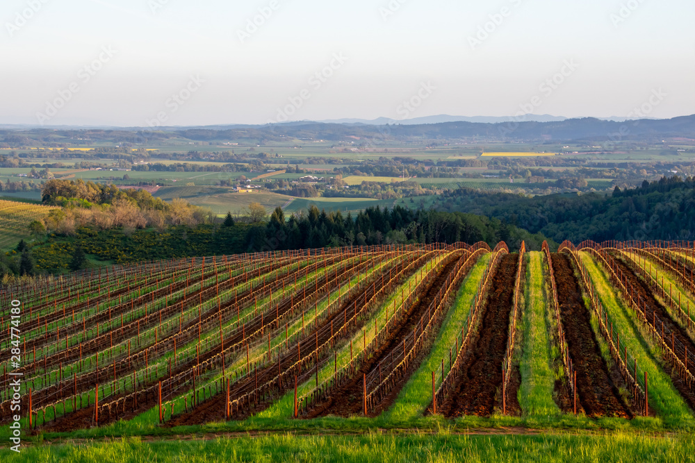Warm light picks out green grass and tilled dirt between rows of spring vines showing early growth in this hilltop vineyard in Oregon.
