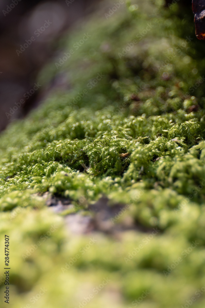 Mossy Trunk 1 Mossy Trunk 1