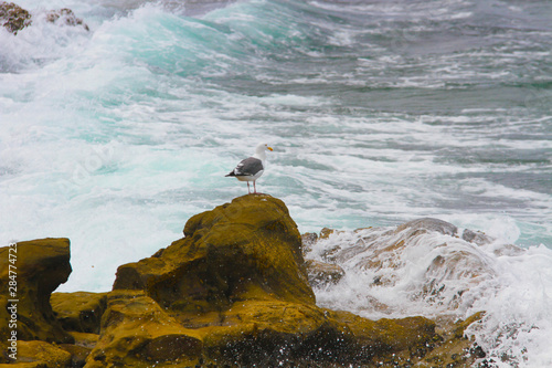 Seagull sitting on rock at La Jolla Cove 