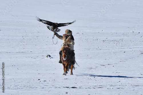 golden eagle in western mongolia flying and training to catch prey during the golden eagle festival