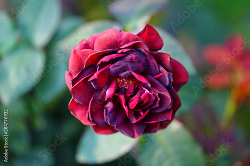 Beautiful Rose flower in the garden photo