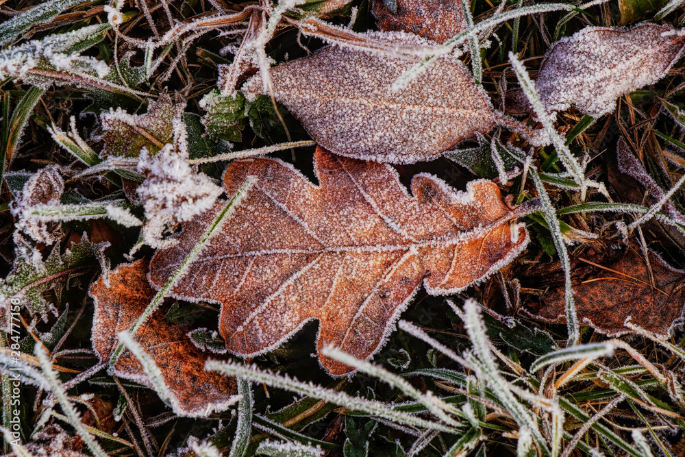 Frozen colorful marple leaf lies in field, wild grass, at winter times. December is coming. Grandpa Frost hits with full force on landscape. Piece of magic in real time