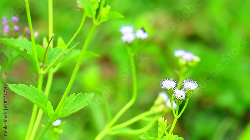 emilia sonchifolia has health benefits a tea made from leaves is used in treatment of dysentery3 photo