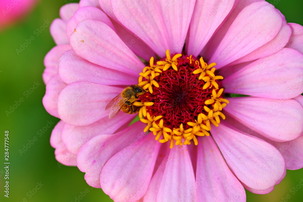 Close up beautiful daisy flower in the garden Close up beautiful daisy flower in the garden