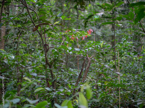 Kalinzu Forest natural habitat, Uganda photo