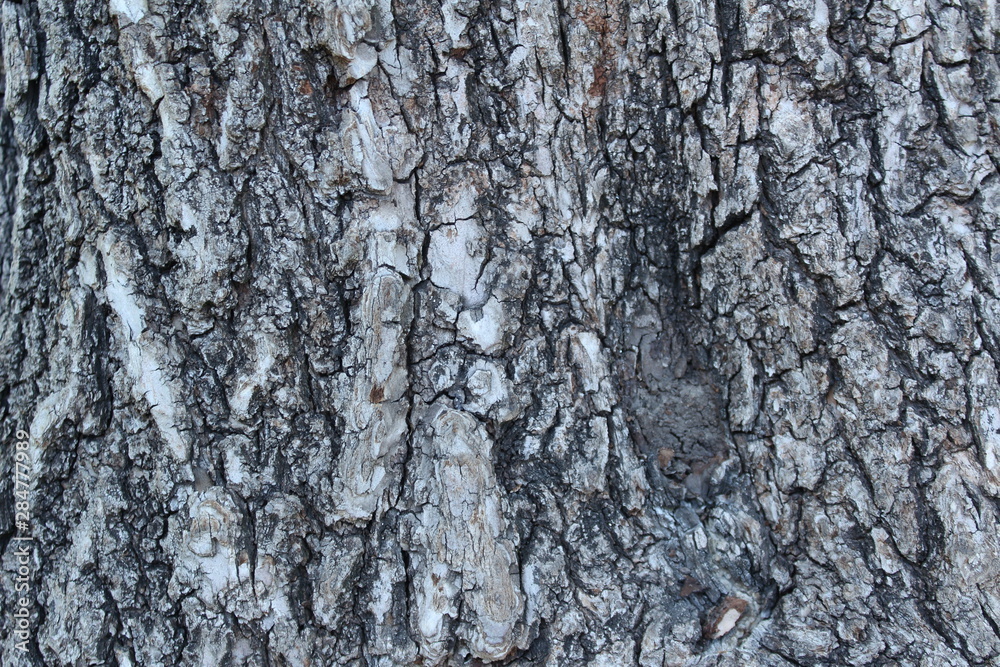 Fototapeta premium bark of a tree