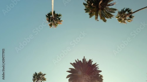 Driving Under Beverly Hills Palm Trees With Sun Beam
