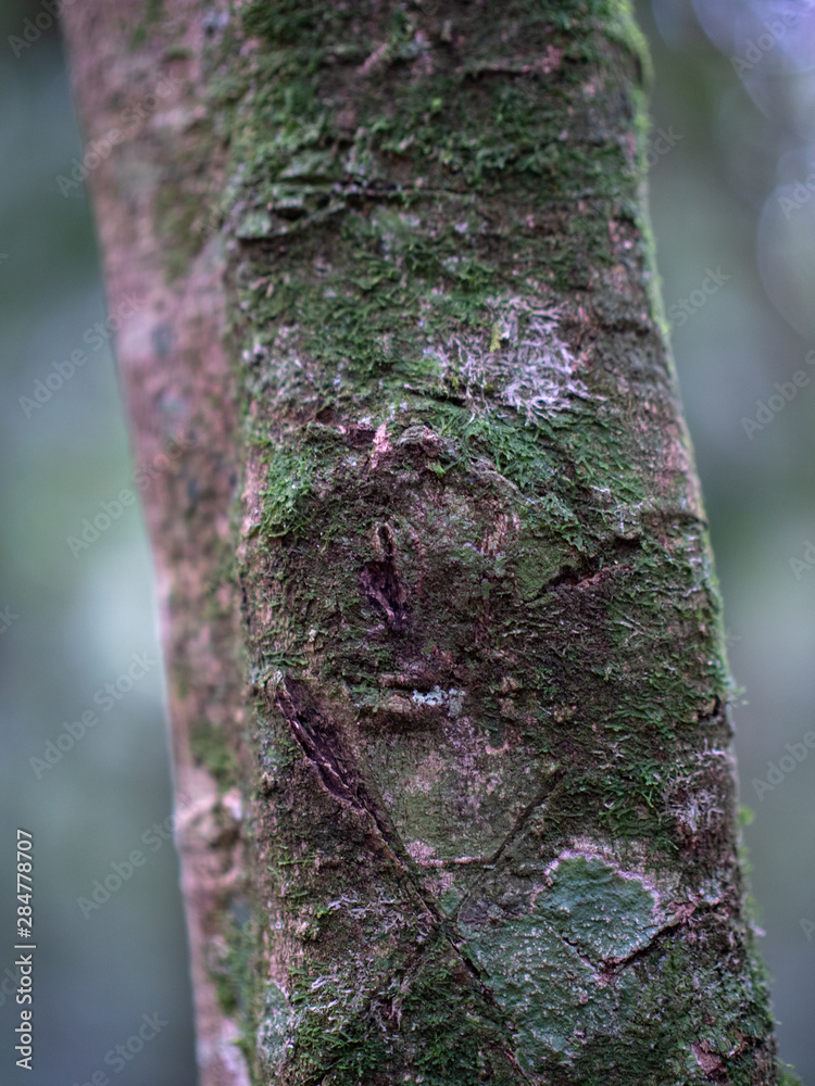 Kalinzu Forest natural habitat, Uganda Kalinzu Forest natural habitat, Uganda